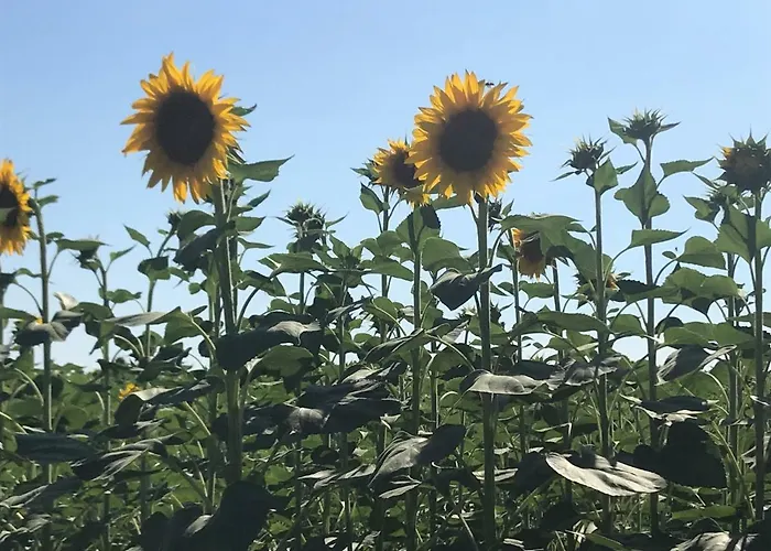Temenos Oda ve Kahvaltı